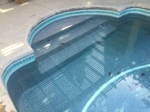 Empty swimming pool with blue tile border and concrete deck surrounding it